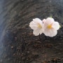 :: 라온에서 볼 수 있는 벚꽃거리