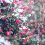 KBS 자연의철학자들에 소개된 장사도해상공원 동백꽃