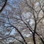 서울 벚꽃 구경 양재천에서 해보세요