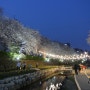 23.03.29에 다녀온 따끈따끈 궁거랑에서의 벚꽃놀이~!