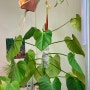 [필로덴드론] 낭가리텐스 무심하게 키워도 폭풍 성장해서 맨날 물꽂이 삽목하게 됨 | 가성비 최고 희귀식물!