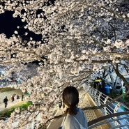 울산 궁거랑 벚꽃 야경