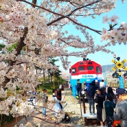 경화역 벚꽃길 진해 군항제 벚꽃 개화상황