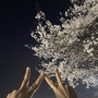 첨단 쌍암공원 만개한 벚꽃