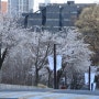 캠퍼스 내에 벚꽃길, ‘대전대학교’