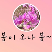 용인 드라이브 코스 + 호암미술관 희원 산책, 벚꽃 구경, 예약