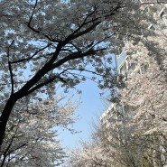 [일상이야기] 겨울 지나 봄이 왔다!