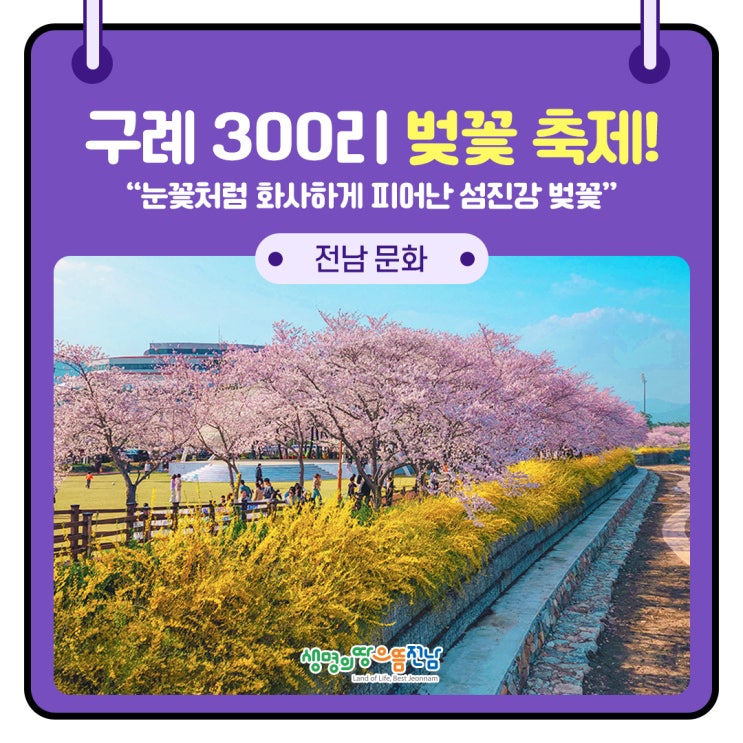 섬진강 벚꽃길] 눈꽃처럼 화사하게 만개한 구례 300리 벚꽃...