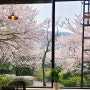 벚꽃비 휘날리는 우디브룩 부산 학장 카페