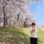 대전 유성 갑천근린공원 만개 중인 하얀 벚꽃 감성으로 물든다