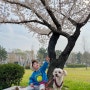 아기랑 강아지랑 벚꽃 산책 부산 강서구 ‘보람공원’