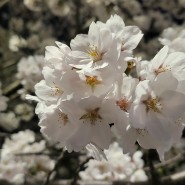 장안벚꽃안길 & 망원동 희우정로 벚꽃길 산책