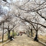 서울 올림픽공원 벚꽃 명소 팔각정 가는 길 (feat.산수유, 동백꽃, 개나리)