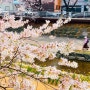 2023년 3월 30일 기준, 무거천 궁거랑 벚꽃 개화상황