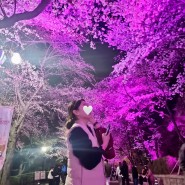 대구 가볼만한곳 이월드 벚꽃축제 블러썸피크닉 야간 추천!!(ft.입장료 할인, 주차, 무료입장)