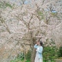 진주 벚꽃명소 청곡사 수양벚꽃의 매력에 빠졌어요!