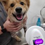 중국 하얼빈으로 가는 진도 믹스 모구 : 강아지 고양이 중국 데려가기 동물검역 동물운송 절차 비용