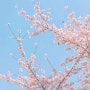 2023년 봄 맞이 홍대 벚꽃 개화시기 기록2