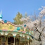 어린이대공원 벚꽃 개화상태 + 회전목마 포토존