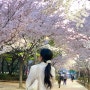 대구 벚꽃🌸 율하 반계근린공원, 숯불에미친닭, 사운즈커피 (23.03.27)