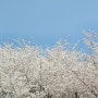 하늘과 맞닿은 아산 벚꽃 명소 지산공원