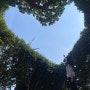 제주 서귀포 사진명소 - 소노캄 제주 하트나무 포토존 가는방법