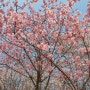 수원 일월공원 일월저수지 벚꽃 3월 마지막 날 풍경