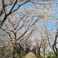 우리들의 벚꽃앤딩
