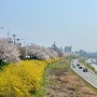 [일상] 벚꽃의 계절 봄, 꽃 사진 수집