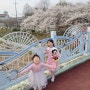 [도연+78개월, 도경+43개월] 전주 벚꽃/ 아중리 천변 벚꽃 230330