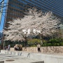 2023 봄꽃 개화시기, 서울 축제 가볼만한 곳 (벚꽃 개화시기)