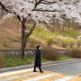 대전 유성 충남대학교 아름다운 벚꽃길과 벚꽃 명소 가는길