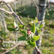2023년밀양얼음골사과-홍로사과 꽃피는시기
