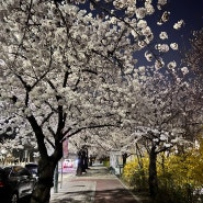 [서울] 여의도 윤중로 벚꽃 축제 드라이브 데이트 및 벚꽃 개화