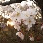 봄의 기록 : 평택 은혜로 벚꽃길 🌸 202303
