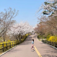 남산 벚꽃길, 남산 둘레길 - 서울 벚꽃 명소, 남산 벚꽃 실시간 개화상황