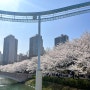 롯데월드 벚꽃 축제 사람 얼마나 많은가/사진명소