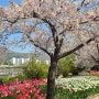 김해벚꽃,봄나들이 하기 좋은 연지공원