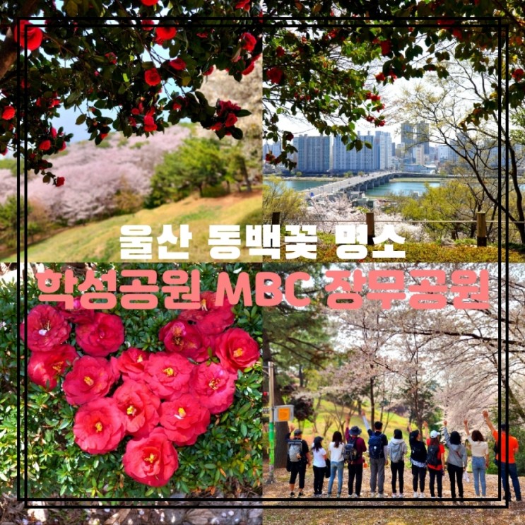 울산 동백꽃 명소 중구 학성공원 MBC 장무공원 나들이
