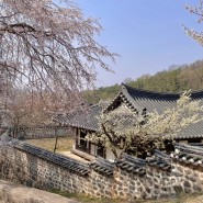 2023 3월 대전 우암사적공원 개화 🌸