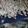 달밤의 벚꽃놀이, 당인리 벚꽃길 밤산책