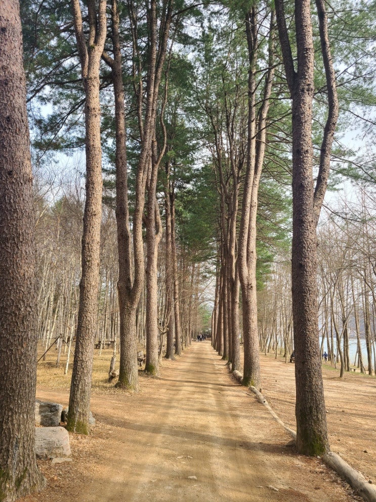 1박 2일 가평 여행 (남이섬, 청평수산, 도선재)