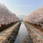 2023년 양재천, 여의천 벚꽃 개화 실시간 현황(3/28~31)