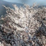 황산공원의 벚꽃 ,튤립 축제
