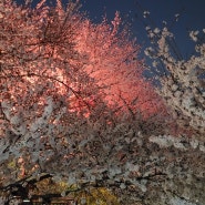 도곡동 사거리 벚꽃길부터 양재천 벚꽃구경명소 만개시기, 놓치지마세요!