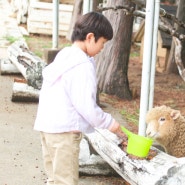 남해 주말 아이와 가볼만한곳, 상상양떼목장..