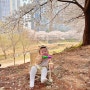 수원 벚꽃구경 : 만석공원, 서호천
