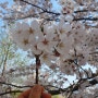 벚꽃 엔딩 꽃비 🌸 낙동강 30리 벚꽃 축제