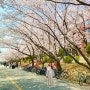 대전 벚꽃 명소 카이스트 기숙사 벚꽃, 인생 사진 스팟!