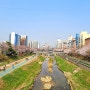 봄 축제가 한창인 서울 벚꽃 명소 은평구 불광천 축제 벚꽃 현황, 불광천 주차